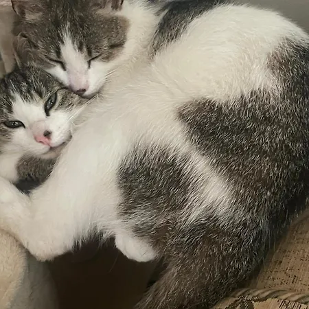 Bru Na Pairc 3* בנטרי