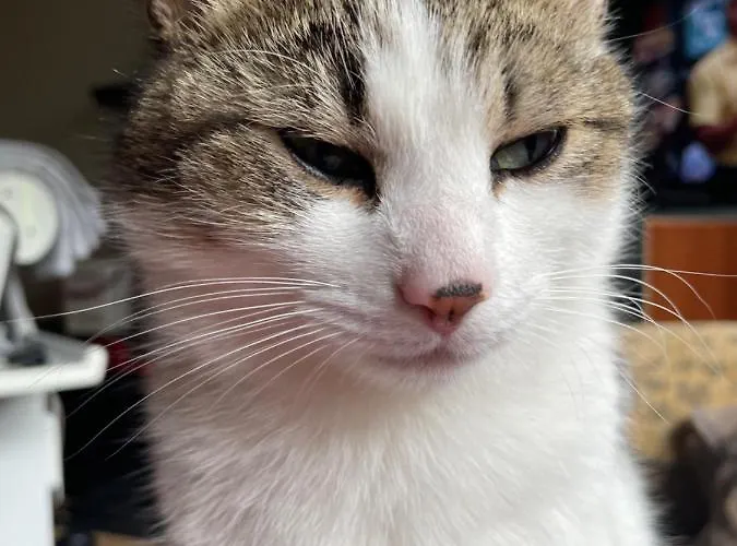 לינה וארוחת בוקר Bru Na Pairc 3*