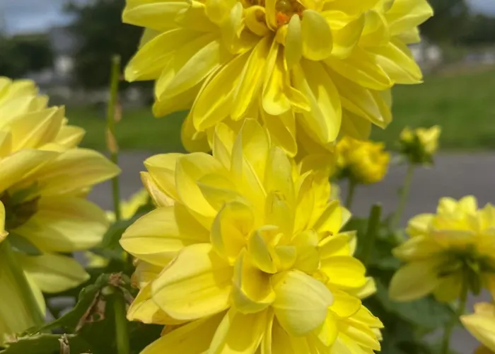 Bru Na Pairc בנטרי