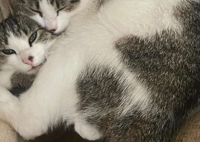 Bru Na Pairc 3* בנטרי